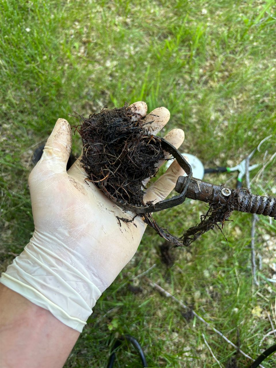 A clump of tree roots pulled from a clogged sewer line on a cable head, Blackfoot, Idaho